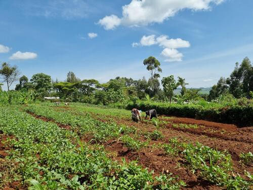 People working outdoors in large open fields.