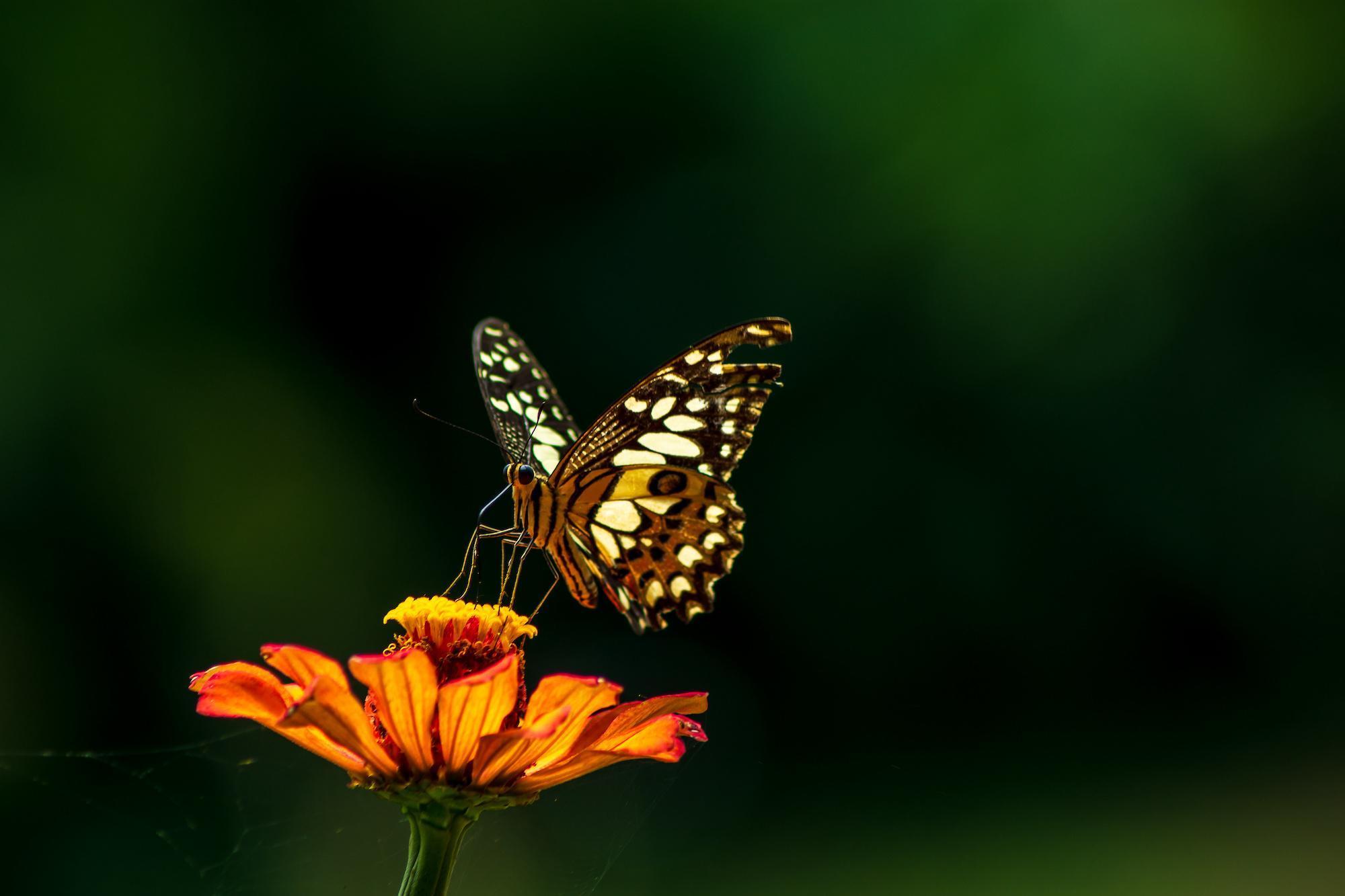 Course image for Biology (including Foundation Year) BSc (Hons)