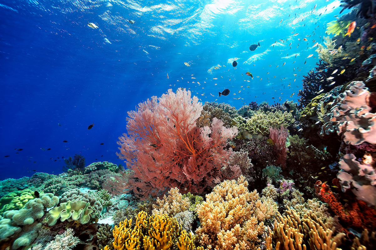 a coral reef