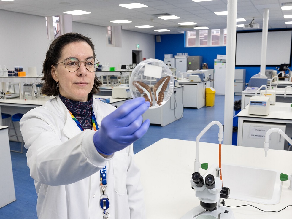 A female researcher holding a butterfly in laboratory room.