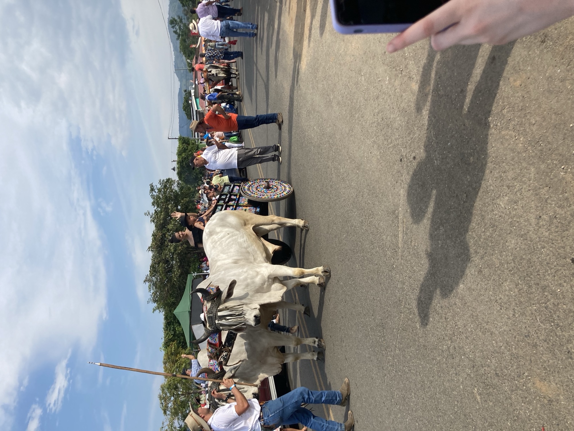 Bulls pulling carts through busy street in Costa Rica