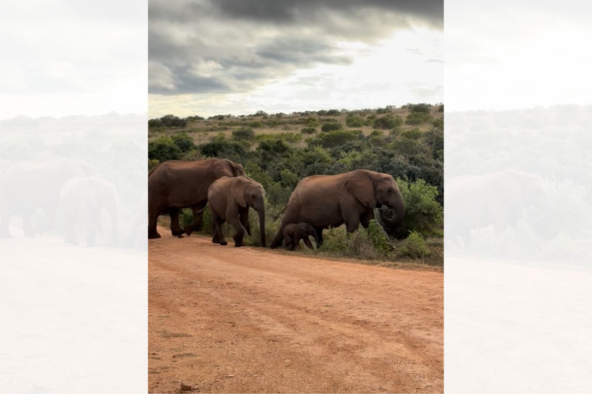 A herd of elephants, including a baby elephant, walking off a path into bushlands.