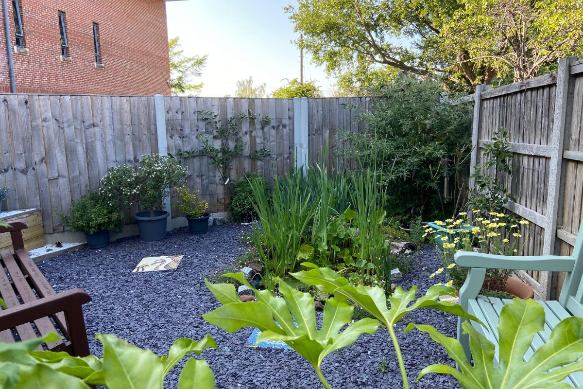 A selection of plants and shrubs and flowers at the back of the community garden. Just in frame are two benches.
