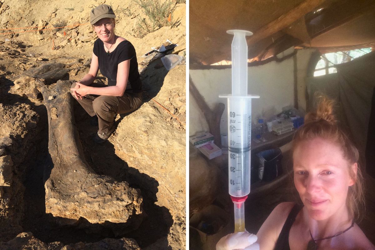 Two images; the left of a woman in a cap examining a large fossil bone, and the same woman in the right image holding a syringe up to the camera.