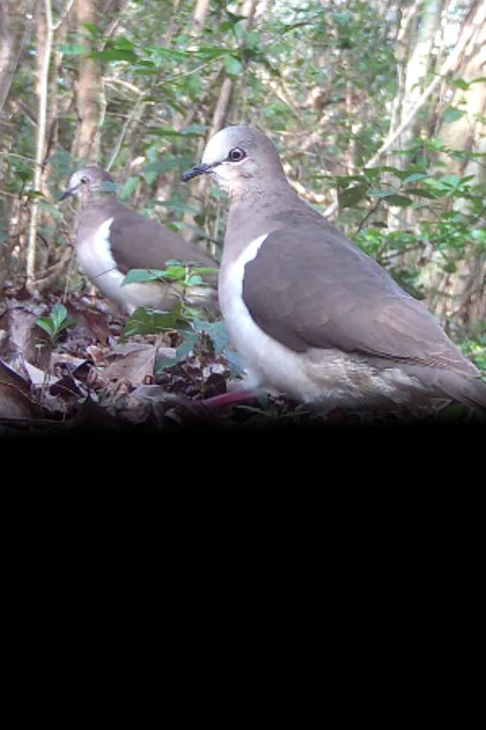 Two Grenada Doves walking on leaves in a forest.