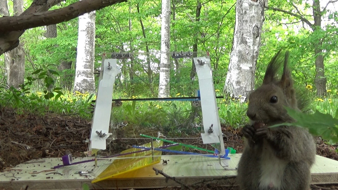 Eurasian red squirrels solving the generalisation box task.