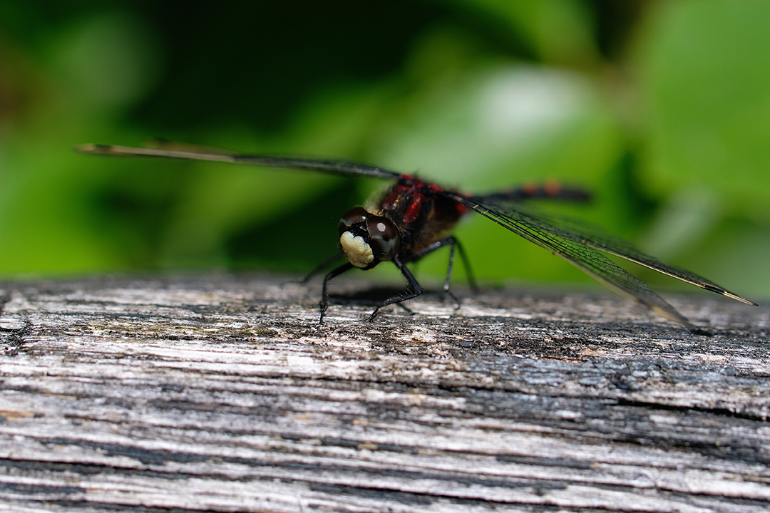 Course image for Zoology (including Foundation Year) BSc (Hons)