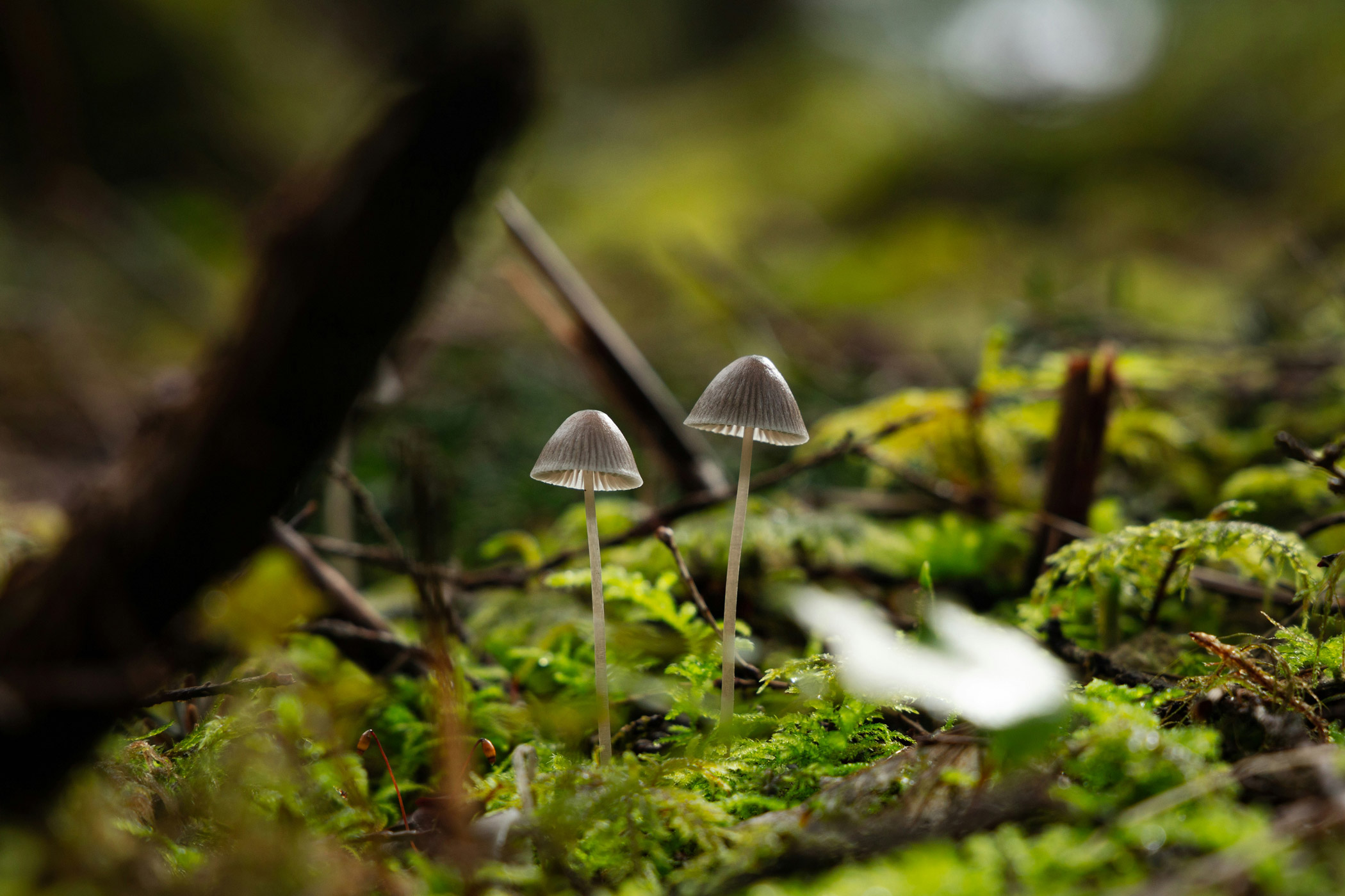 A photograph of mushrooms growing in the grass