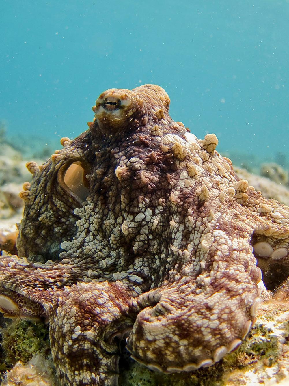 Brown Octopus with full active camoflauge