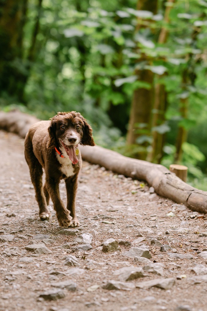 A dog walking on a woodland footpath