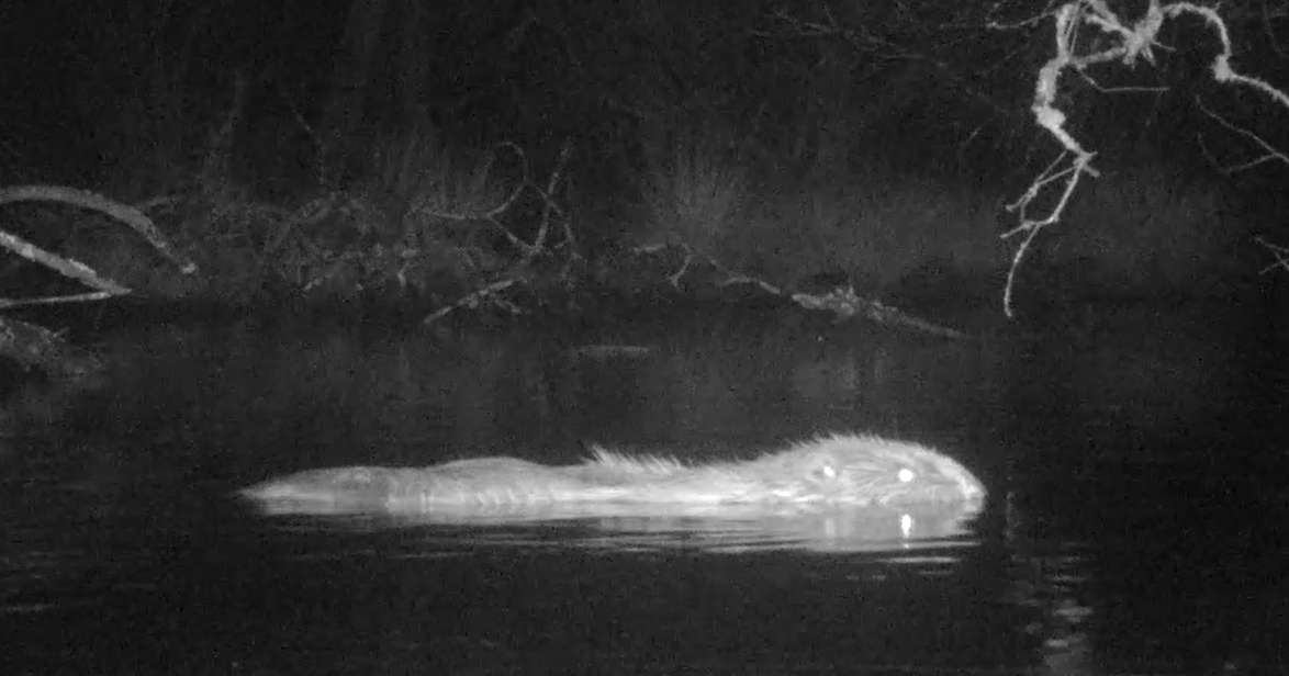 A still of a camera trap footage of a beaver set up by students