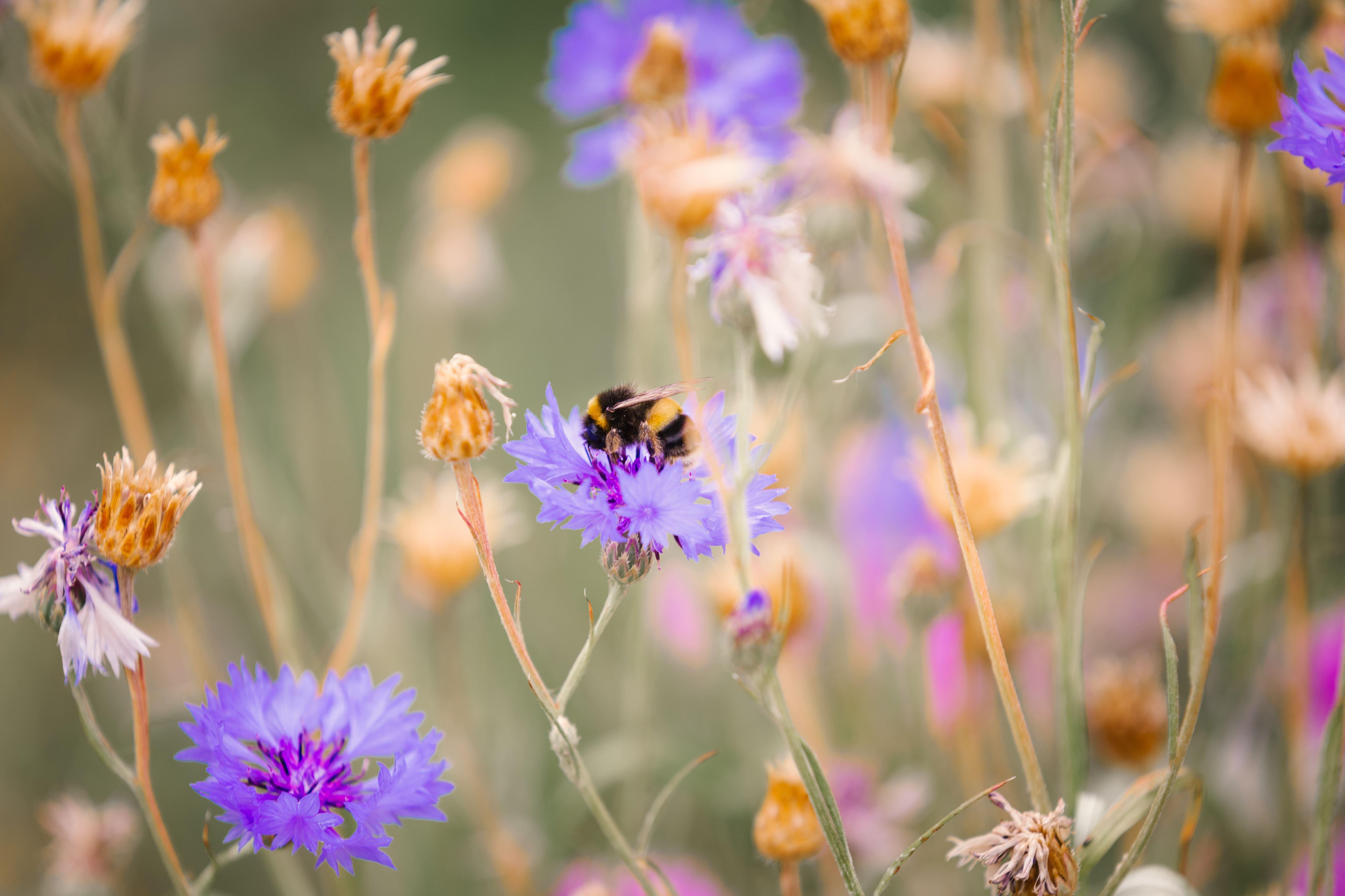 Course image for Wildlife Conservation MSc