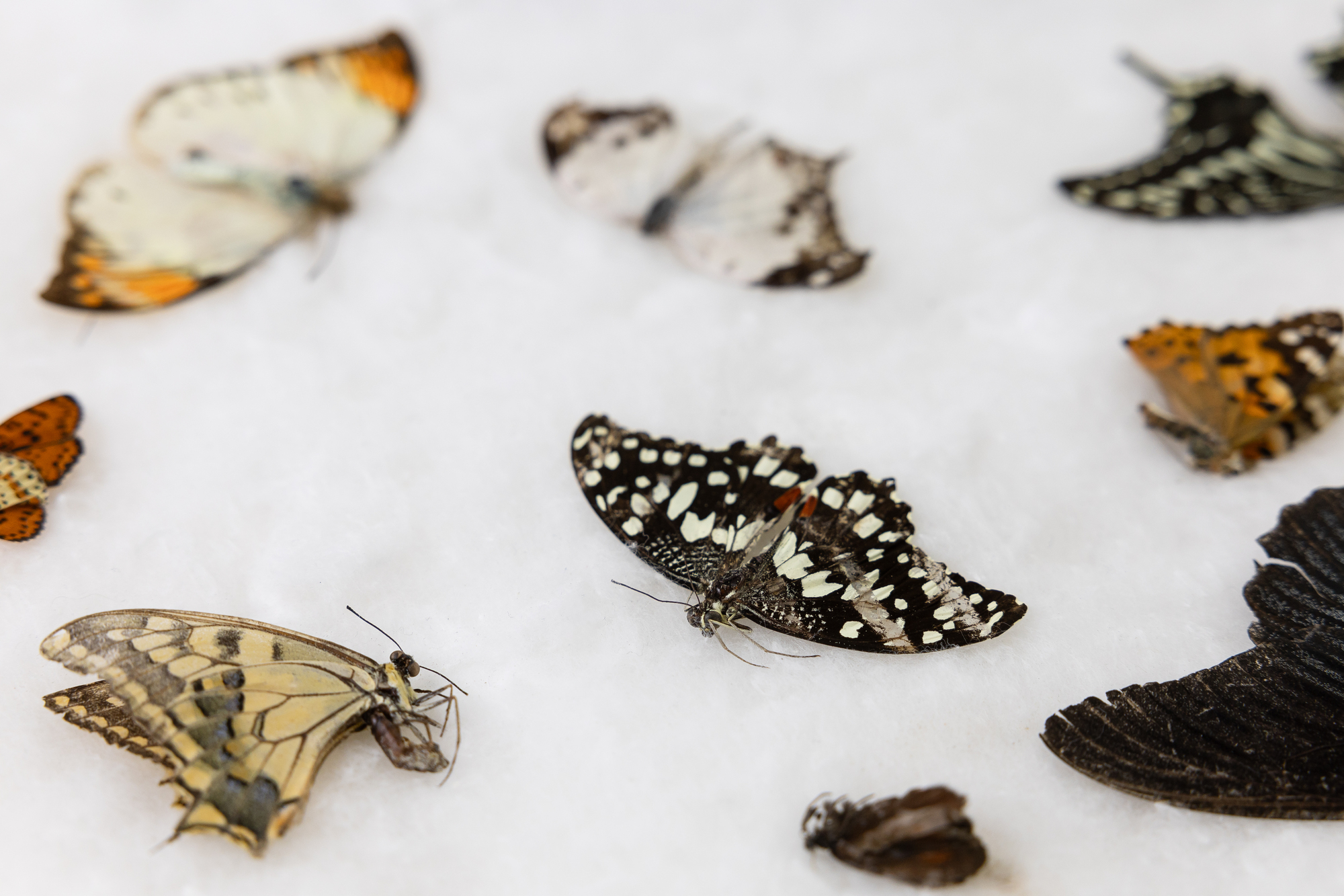 Course image for Animal Behaviour BSc Hons