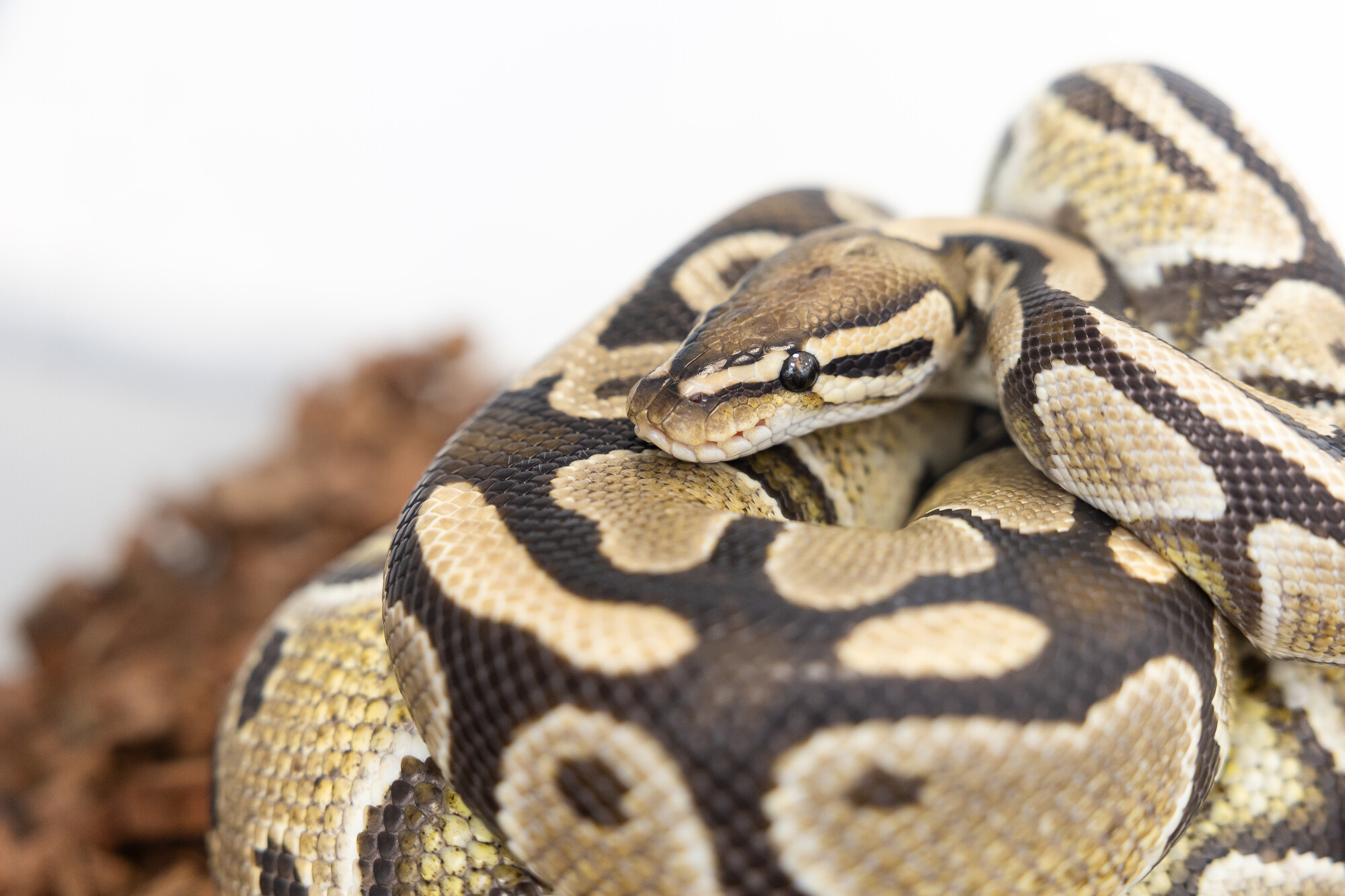 Course image for Animal Behaviour BSc Hons